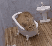 Kattarshians Cat GIF - Kattarshians Cat Bathtub GIFs