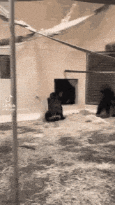 two gorillas are playing with each other in a cage .