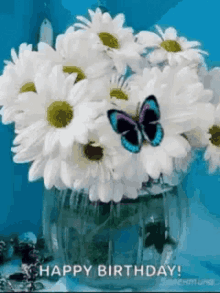 happy birthday daisy butterfly