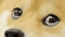 Emocionado / Me Emocionei / Cachorro / Doge GIF - Doge Dog Emotional GIFs
