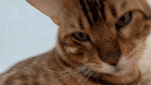 a close up of a cat 's face against a blue background