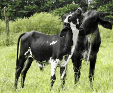 Cow Licking Animals GIF - Cow Licking Animals Tongue GIFs