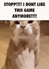 a cat is giving the middle finger to someone while sitting on the floor .