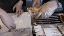 a person taking a slice of pizza out of a box that says made in animatica on it