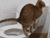 Funny Cat GIF - Funny Cat Pooping GIFs