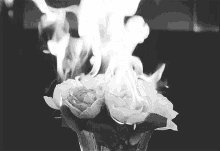 Burning Roses GIF - Burning Roses Flowers GIFs