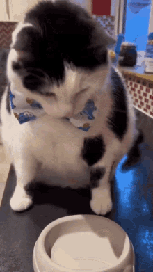 a black and white cat wearing a cookie monster bandana is looking at a bowl of food .