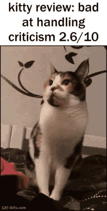 Kitty Review Flipping Off GIF - Kitty Review Flipping Off Criticism GIFs