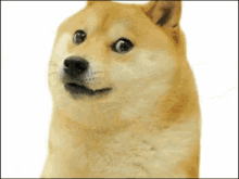 Doge Meme GIF - Doge Meme Dog GIFs