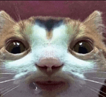 a close up of a cat 's face that looks like a human 's face .