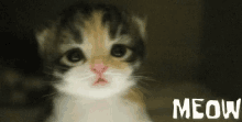 Meow GIF - Meow Cute Kitten Kitten GIFs