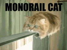 Monorail Cat GIF