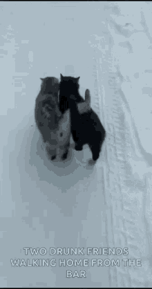 Cats Snow GIF - Cats Snow Best GIFs
