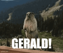 Wokegerald Marmot GIF - Wokegerald Gerald Marmot GIFs