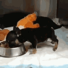 Eating Puppy GIF - Eating Puppy Chihuahua GIFs