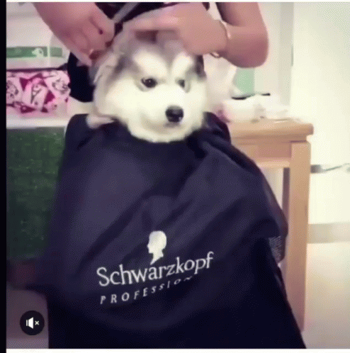 can huskies get haircuts