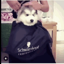 Dog Haircut GIFs | Tenor