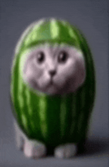 a cat is dressed as a watermelon and is looking at the camera .