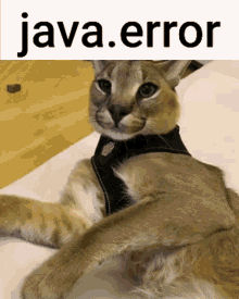 Java Error GIF
