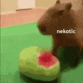 Nekotic Capybara GIF - Nekotic Capybara Watermelon GIFs