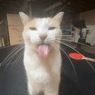 Cats GIF - Cats - Discover & Share GIFs