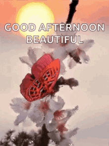 Good Afternoon Butterflies GIF - Good Afternoon Butterflies Sparkles GIFs