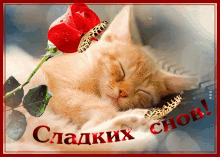 Sweet Dreams Sleeping GIF - Sweet Dreams Sleeping Cat GIFs