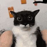 a black and white cat with big eyes is sitting on a person 's lap .