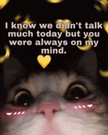 Cute Cat GIF - Cute Cat Cat Meme GIFs