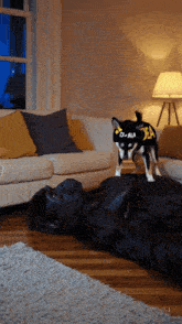 a dog wearing a shirt that says jea is laying on top of a gorilla