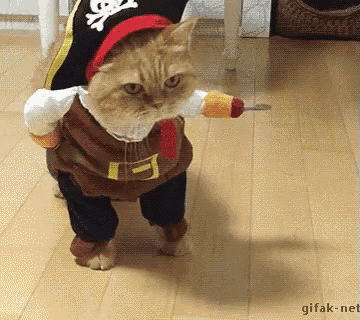 Pirate Cat GIF Pirate Cat Kitty Discover Share GIFs