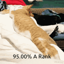 95 A Rank GIF - 95 A Rank Cat GIFs