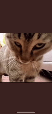 Arguing Kitty GIF - Arguing Kitty GIFs