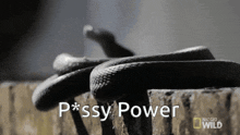 a snake is laying on a rock with the words p * ssy power behind it