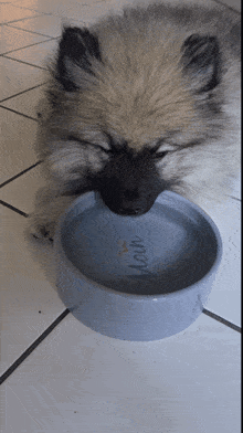 a small dog is drinking from a bowl that says main