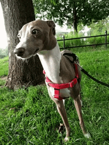 Baby Greyhound GIF - Baby Greyhound Puppy GIFs