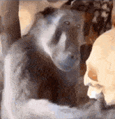 Monkey Skull GIF - Monkey Skull Thinking GIFs