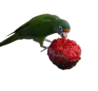 a green parrot eating a red ball with black seeds