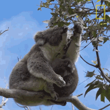 Eating Koalas101 GIF