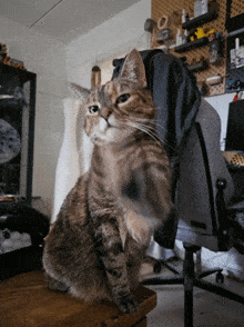 Juniper Cat GIF - Juniper Cat Waving GIFs