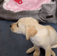 Barking The Pet Collective GIF