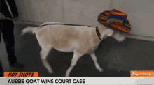 Aussie Goat Wins Court Case GIF