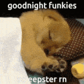 Funky Cat Gc Eepy GIF - Funky Cat Gc Eepy Sleeping GIFs