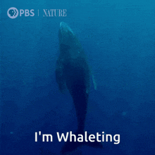 Waiting Whale GIF - Waiting Whale Whaleting GIFs