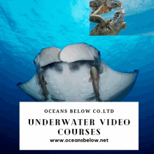 Underwater Video Courses GIF