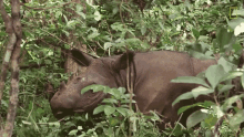 Chewing Plants Sumatran Rhinos Are Nearly Gone New Plan Launched To Save Them GIF