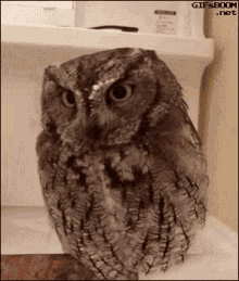 Owl Fedora GIF - Owl Fedora Cute GIFs