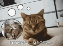 Cats Daydreaming GIF