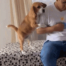 a brown and white dog is standing on its hind legs next to a man on a bed