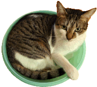 Real Cat Sticker